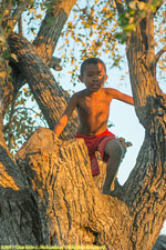 boy in tree